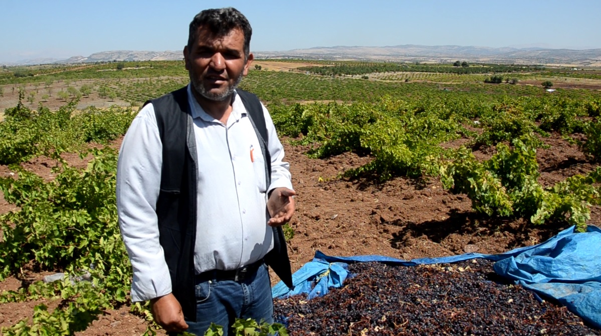 ÜZÜMLER TELEF, ÇİFTÇİ PERİŞAN!