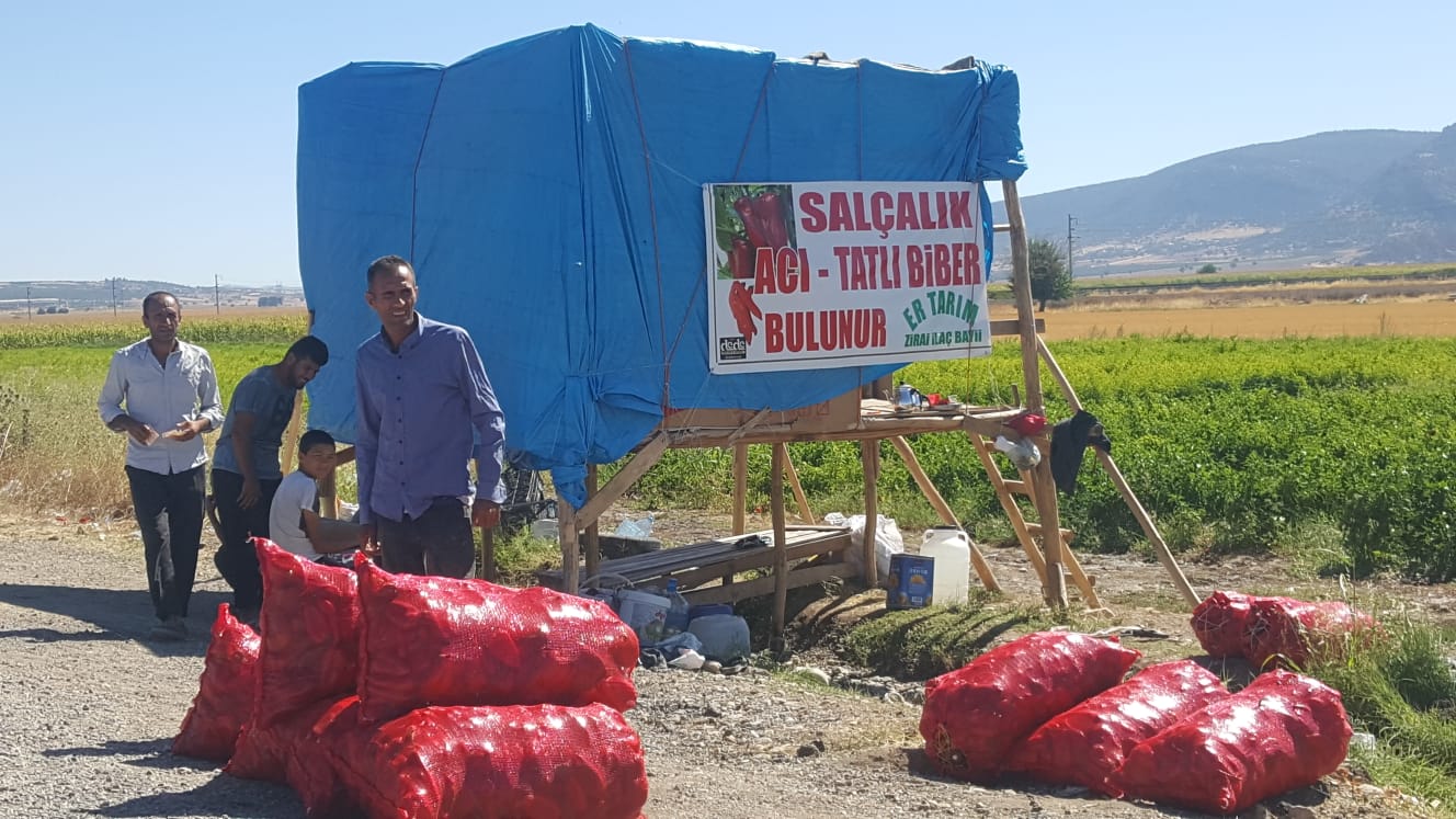 SOFRALARIN VAZGEÇİLMEZİ MARAŞ BİBERİNİN HASADI BAŞLADI