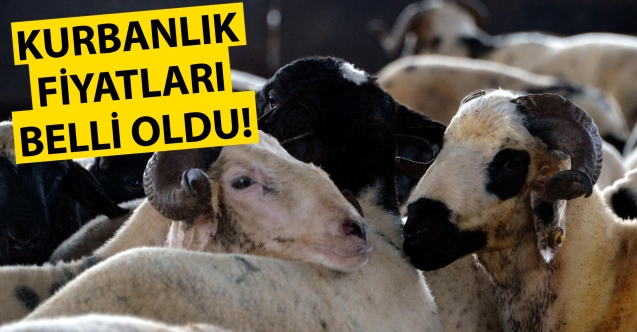 KAHRAMANMARAŞ’TA KURBANLIK FİYATLARI BELLİ OLDU!