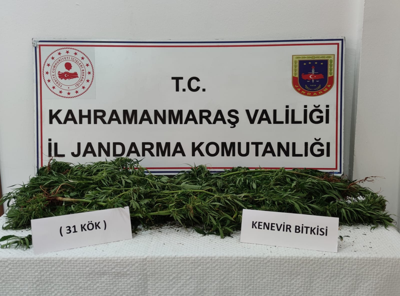 Evinde kenevir yetiştirdi jandarmaya yakalandı