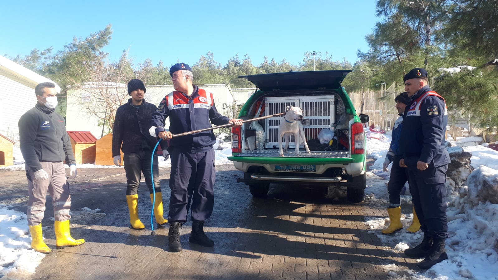 Başıboş Pitbula el konuldu