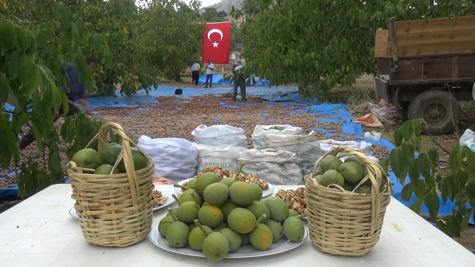 Kahramanmaraş’ta 80 bin ton ceviz rekoltesi bekleniyor