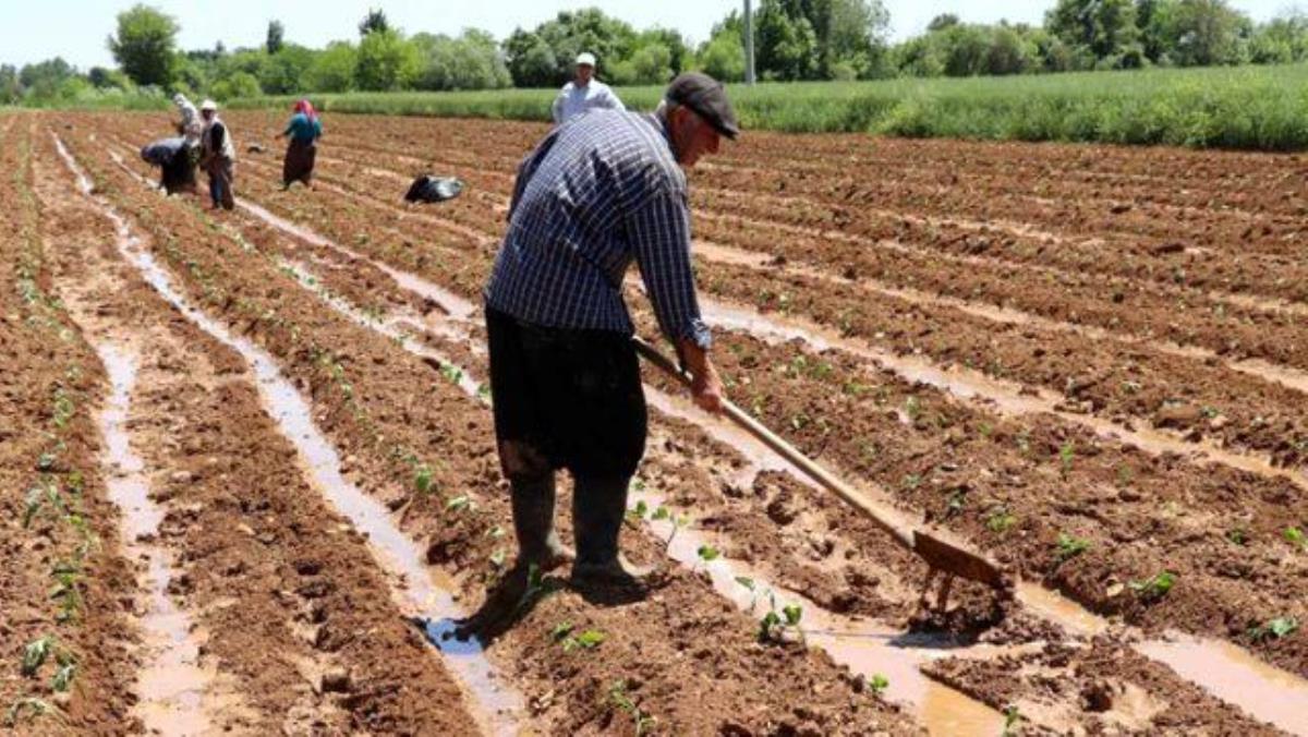 MAYIS AYI KAHRAMANMARAŞLI ÇİFTÇİLERİ SEVİNDİRDİ