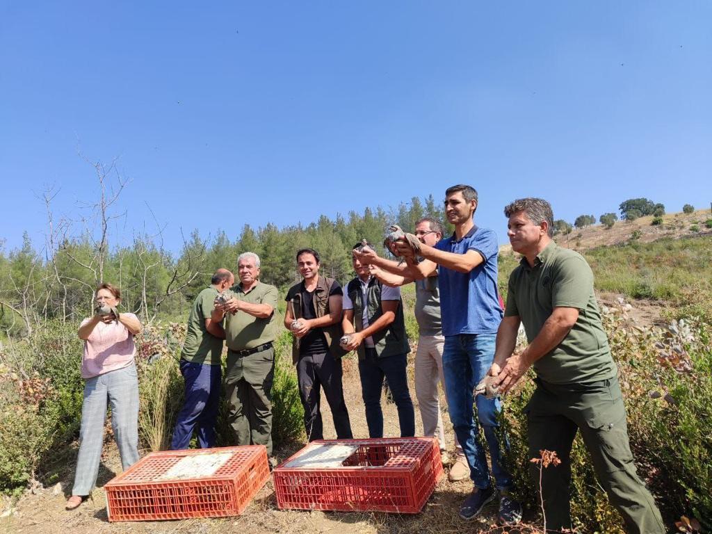 KINALI KEKLİKLER DOĞAL YAŞAM ALANINA BIRAKILDI