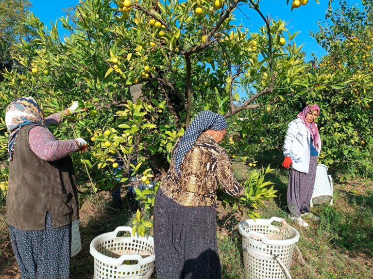 ANDIRIN’IN NARENCİYE DEPOSU YEŞİLOVA’DA HASAT BAŞLADI