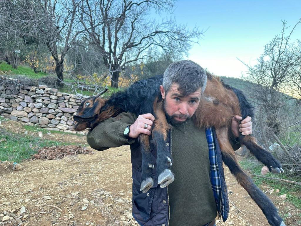 Kurt sürüye daldı küçükbaş hayvanları telef etti