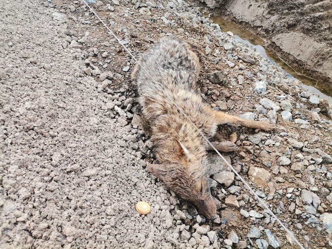 Kanala düşen çakalı doğa koruma ekipleri kurtardı