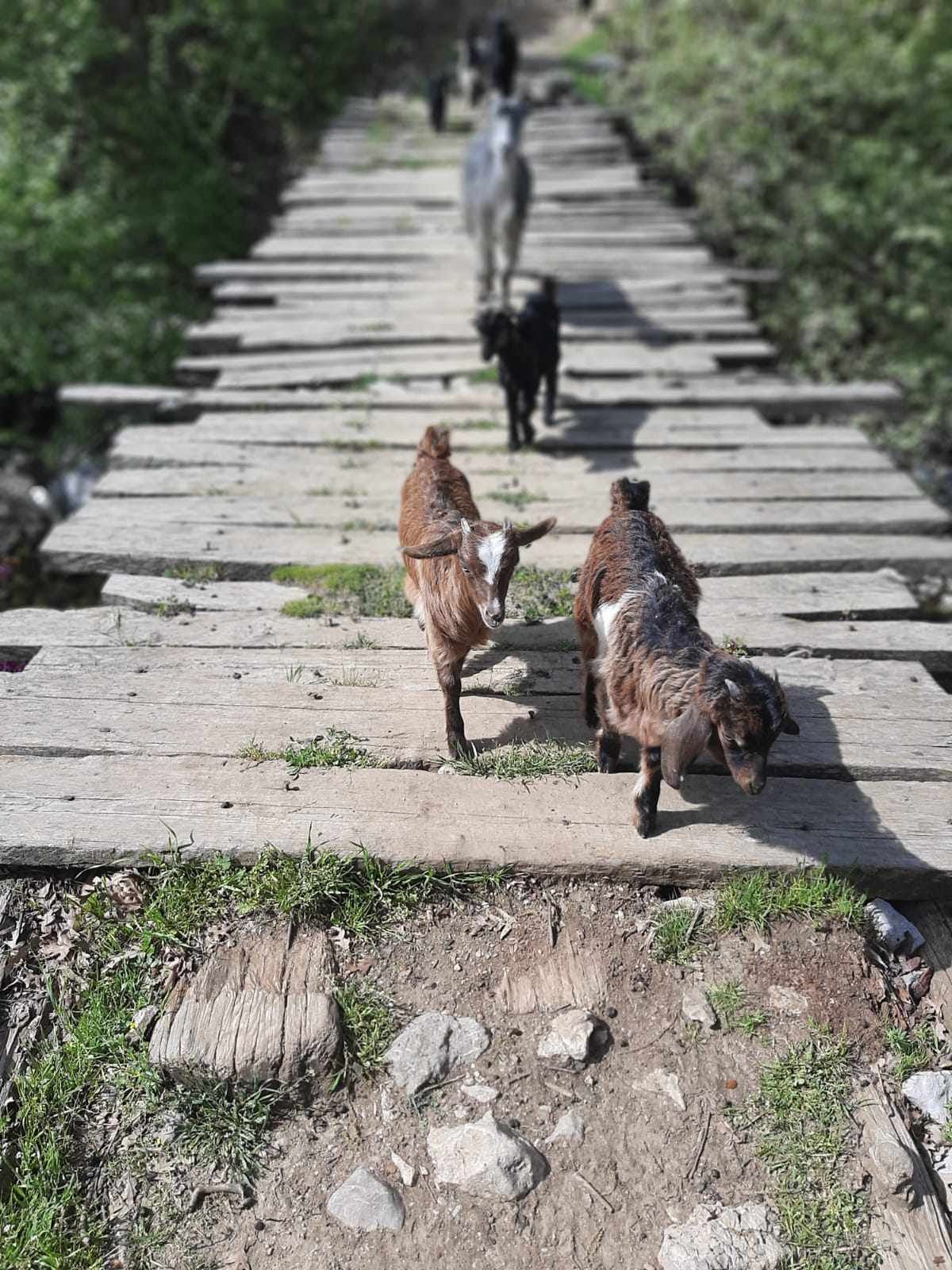 TARİHİ KÖPRÜ TEHLİKE SAÇIYOR