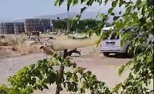 Goncolos Murat Kurbanlık Koça nakavt oldu