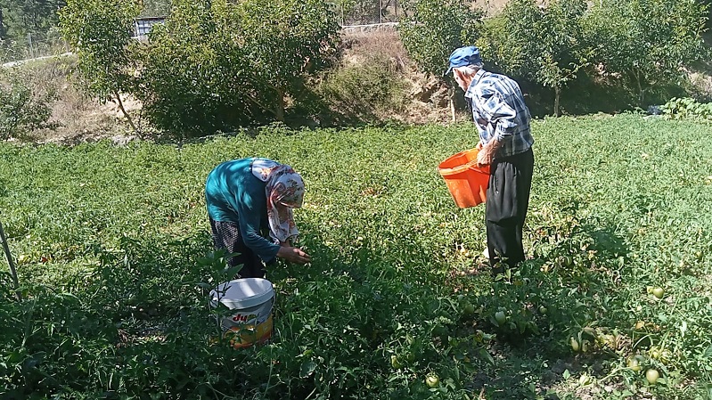 Domatesin Has’ı Andırın’da!