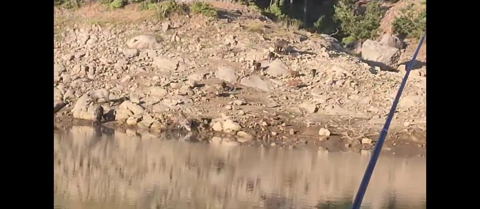 Andırın’da yaban domuz sürüsü görüldü!