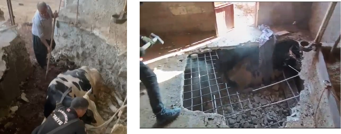 Şaka Gibi İnek Bodruma düştü!