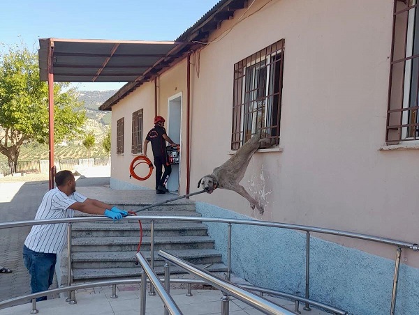 Demir korkuluklara sıkışan köpek itfaiye ekiplerince kurtarıldı
