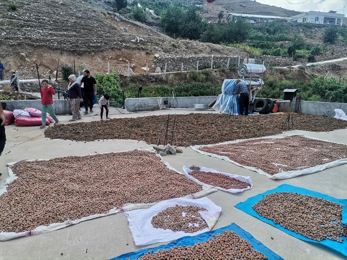 Fındık köylülerin gelir kapısı oldu