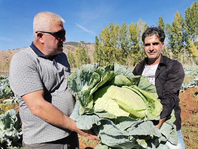 Kahramanmaraş’ta Dev Lahana Hasadında Rekor