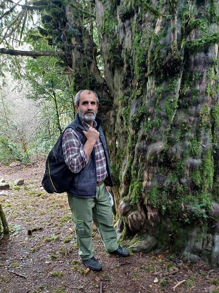 Andırın’daki bu ağaç 2 bin 500 yıllık