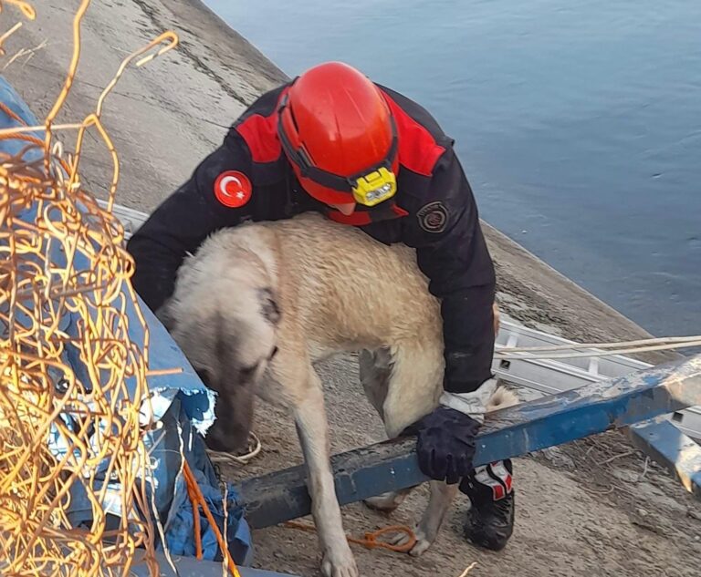 su kanalına düşen köpeğin imdadına itfaiye ekipleri yetişti