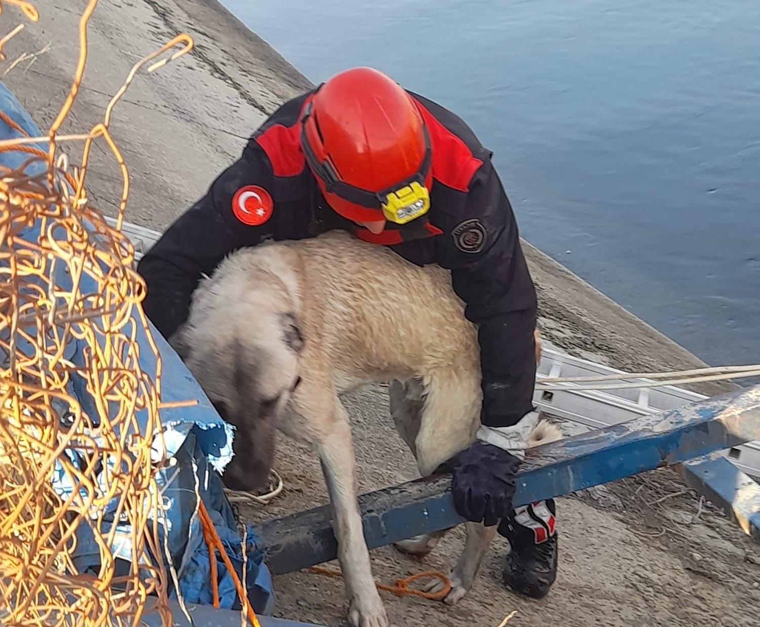 su kanalına düşen köpeğin imdadına itfaiye ekipleri yetişti