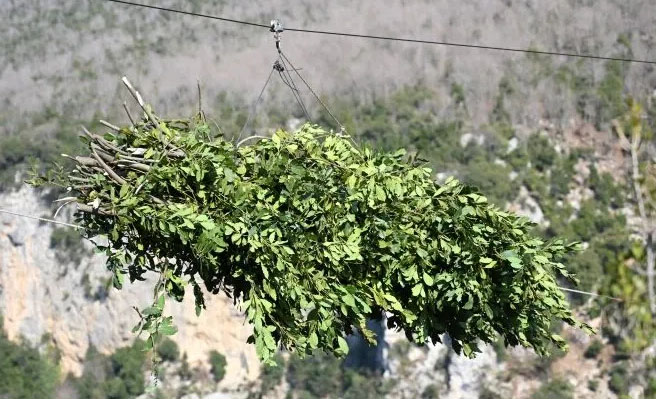 DEFNE DALLARINI DAĞ YAMACINDAN KARŞIYA TAŞIMAK İÇİN TELEFERİK KULLANIYOR