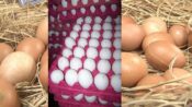 Kahramanmaraş’ta tavuklar altın yumurtladı!