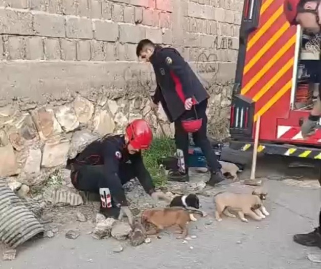 Kahramanmaraş’ta Su Giderine Sıkışan Köpek Yavruları Kurtarıldı
