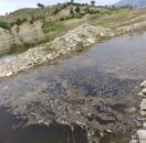 Kahramanmaraş’ta Toplu Balık Ölümleri Endişe Yarattı