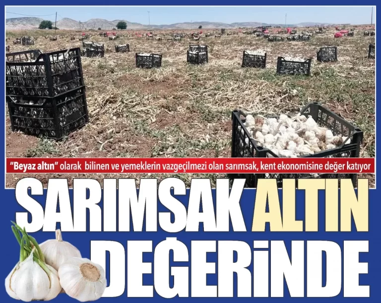 SARIMSAK ALTIN DEĞERİNDE