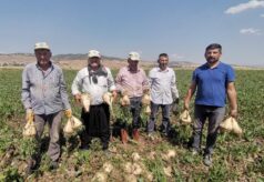 Depremzede çiftçiler pancar üretiminde devrim yaptı