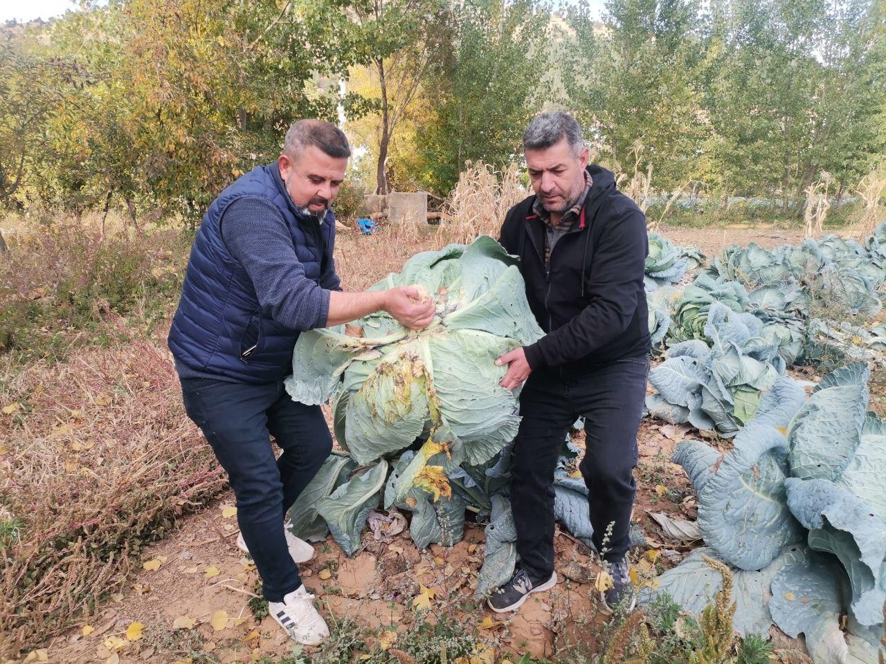 Kahramanmaraş’ta Dev Lahanalar Pazara İndi