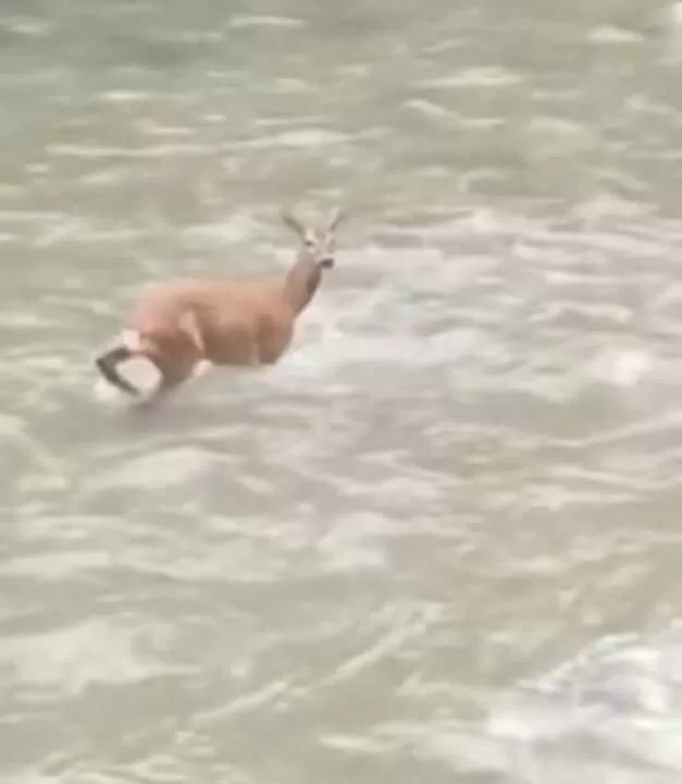 Sessiz misafir Aksu’da göründü