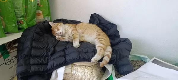 Andırın’da İç Isıtan Görüntü: Soğuktan Kaçan Kedi “Mekeci Bülent’e” Sığındı