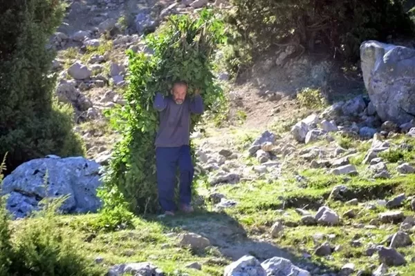 Andırın’da ‘Yeşil Altın’ Mesaisi Yeniden Başladı: Kar Sonrası Defne Hasadı!