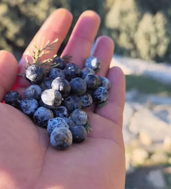 Kahramanmaraş’ın Andırın İlçesinde Doğadan Gelen Şifa: Andız Yemişleri İlgi Görüyor