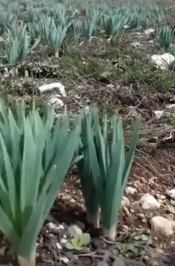 Çiriş Otu Sofraları Süslemeye Başladı