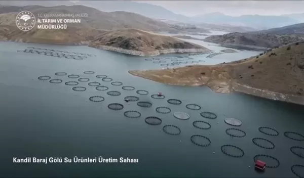 Kahramanmaraş Rekora Koşuyor: Barajlarda Balık Üretimi 17 Bin Tona Ulaştı