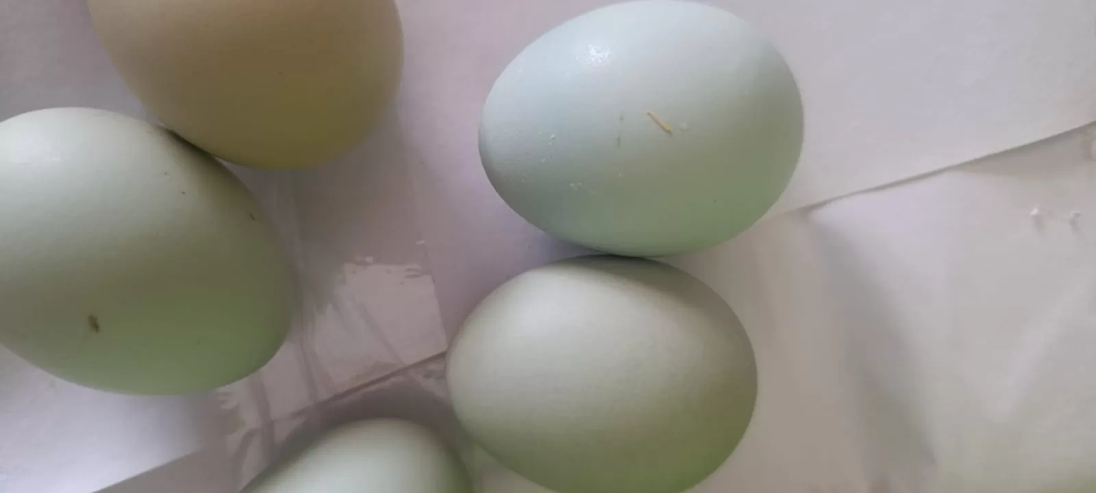 Andırın’da Yeşil Yumurtalar İlgi Odağı Oldu