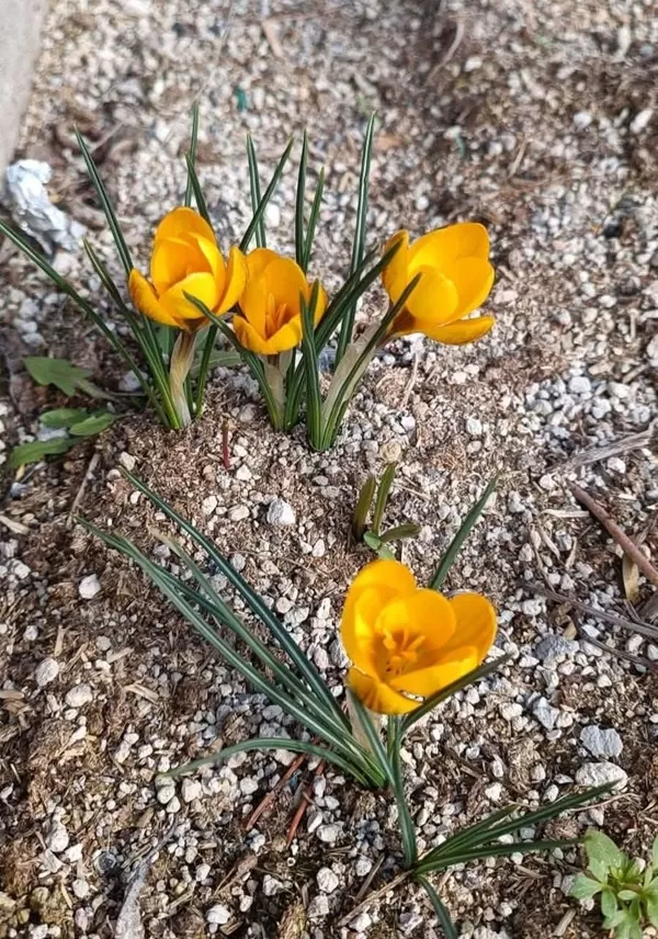 Andırın’da Sarı Çiğdemler Kendini Göstermeye Başladı
