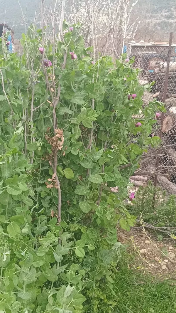 Andırın’da Bezelye Rekoru: Mart Ayında Boyu 1,5 Metreyi Aştı!