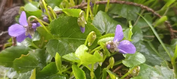 Andırın’da Mor Menekşe Şöleni