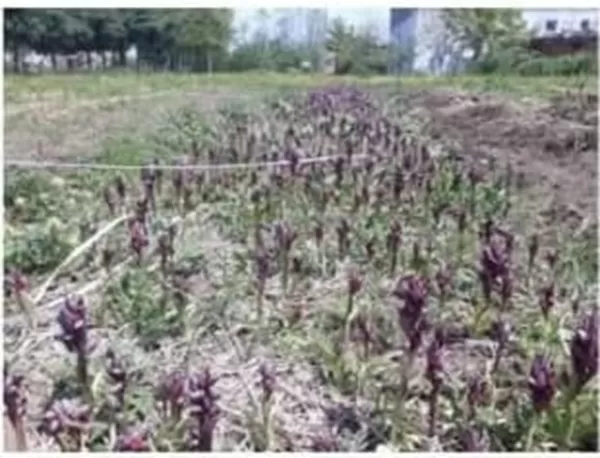 Andırın’da Tarıma Yüzde 100 Hibe Desteği: Başvurular Başladı!