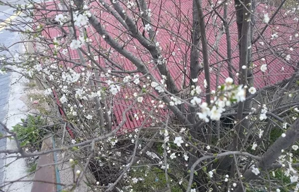 Andırın’da Vişne Ağaçları Beyaza Büründü