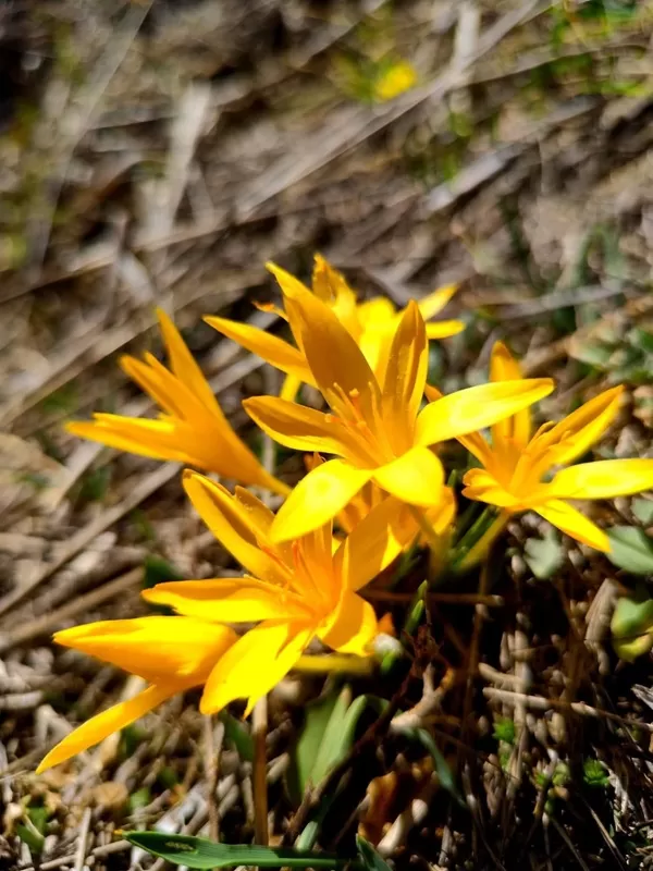 Baharın Müjdecileri Yaylaları Süslüyor