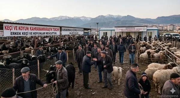 Maraşlı Besicinin Zor Sınavı: Kurbanlık Sofrasında Hesaplar Şaştı!