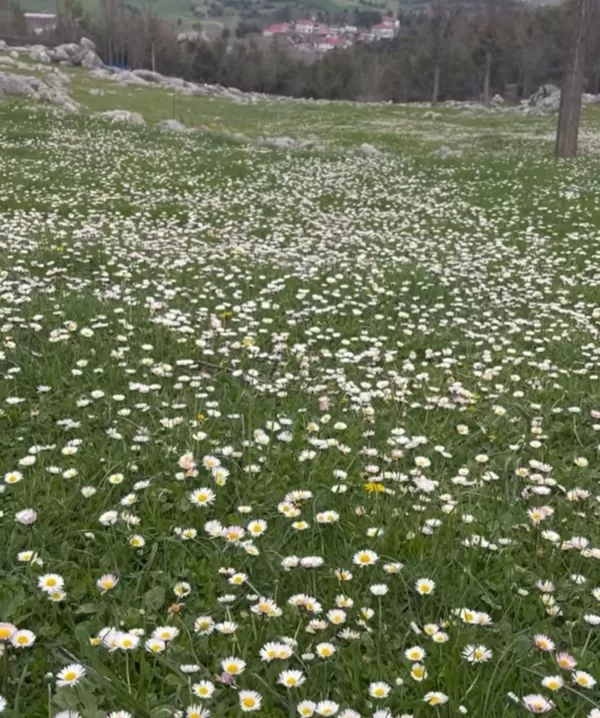 Andırın’da Doğanın Mucizesi: Taşın Kalbinden Fışkıran Çiçekler Görenleri Büyülüyor!