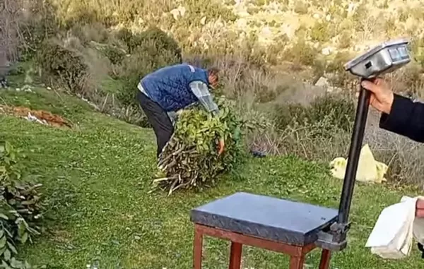 Andırın’da “Yeşil Altın” Sezonu Kapandı: Defne Hasadı Bölge Ekonomisine Can Verdi