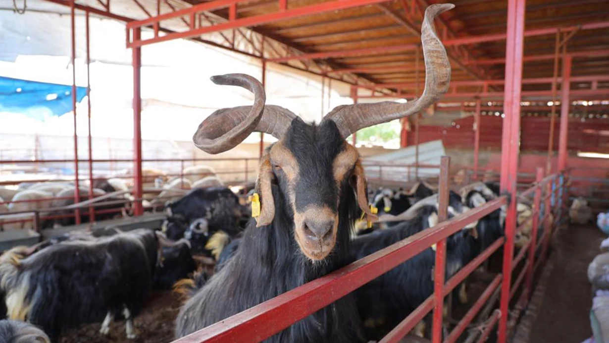 Kurbanlık Fiyatları Netleşiyor
