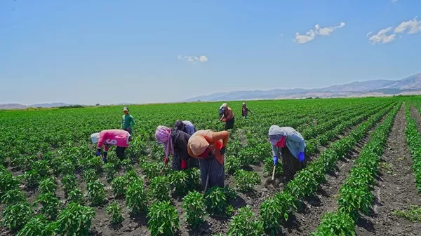 Büyükşehir’den Çiftçiye %100 Hibe Desteği: 650 Bin Maraş Biberi Fidesi Toprakla Buluşuyor