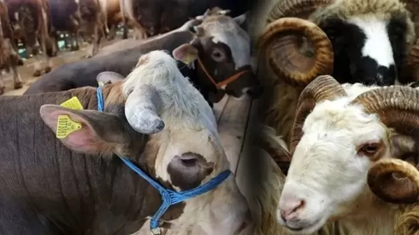 Kahramanmaraş’ta Kurban Pazarı Hareketlendi: İşte 2026 Kurbanlık Fiyatları!