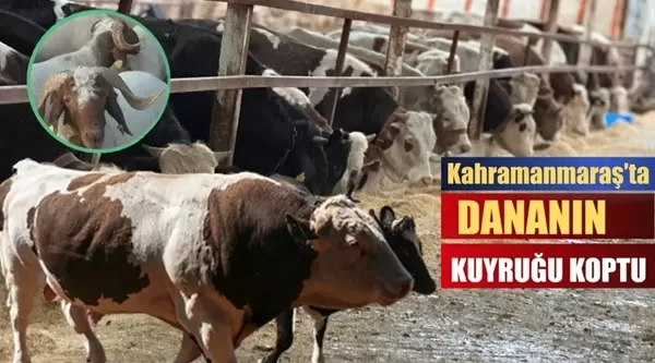 Kahramanmaraş’ta Kurbanlık Piyasası: Büyükbaş Fiyatları Rekor Kırıyor