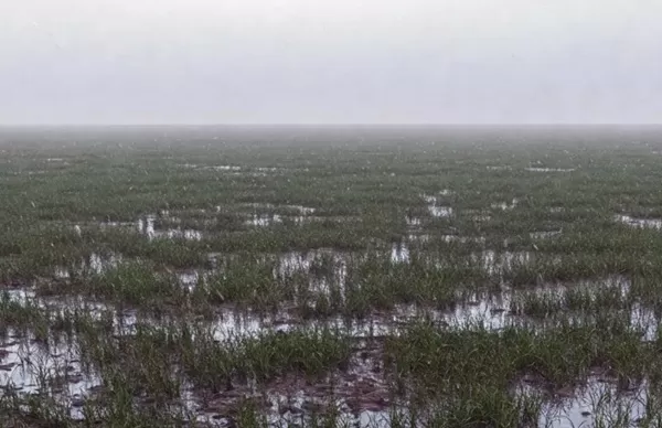 Kahramanmaraş Tarımında Yağış Mesaisi: Hem Bereket Hem Hastalık Riski!